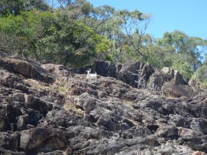 Silus's nemesis 'The Goat!'