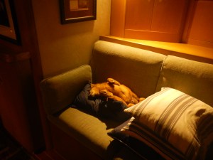 Silus making himself at home on "Anthem"