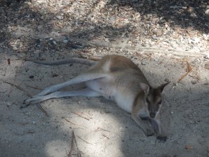 Happy Bay wallaby