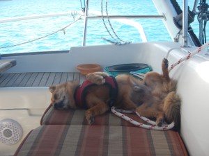 Exhausted after a big adventure!