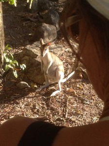 Tame Wallaby